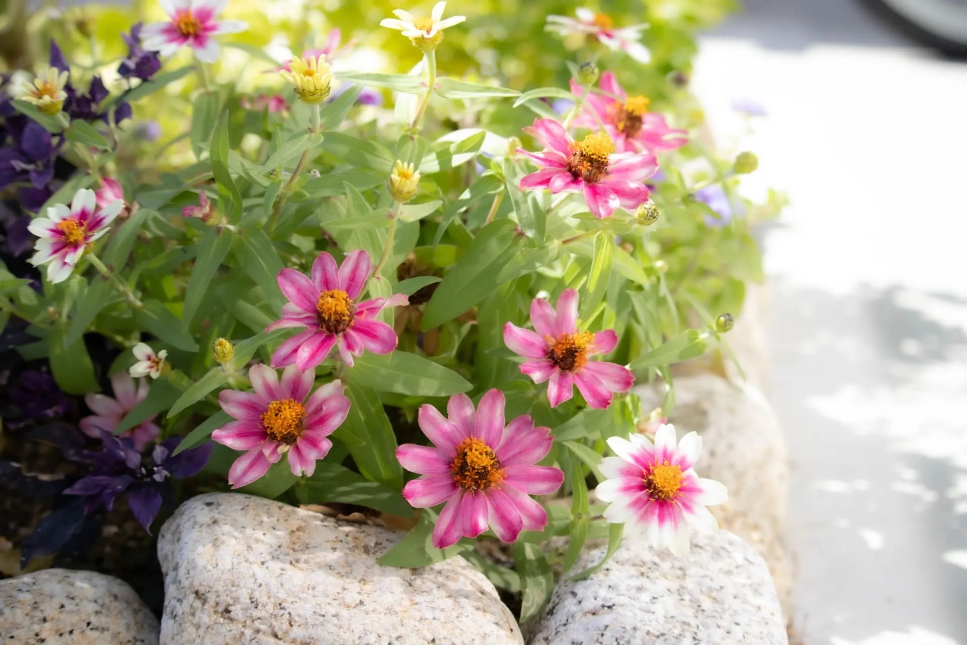 花壇で魅せる外構デザイン！おしゃれに見せるポイントとおすすめ植物
