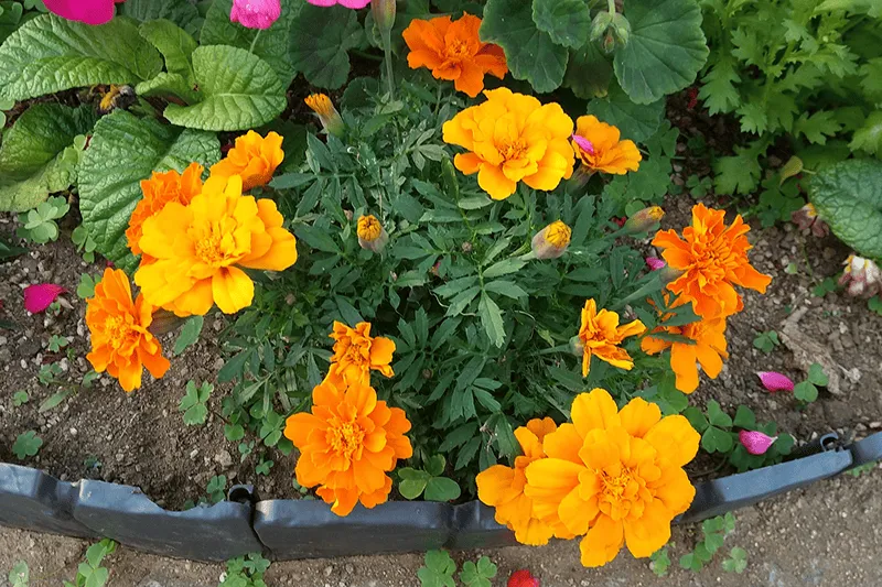 外構の花壇撤去はDIYできる？費用や手順とプロに依頼するメリットを徹底解説